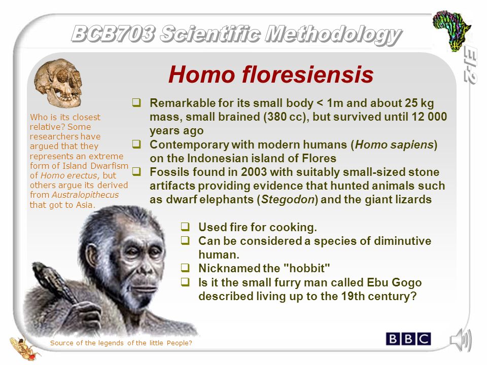 Homo Floresiensis: Facts About the 'Hobbit'